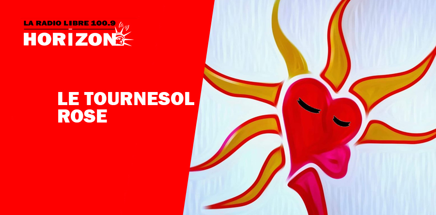 Le tournesol rose