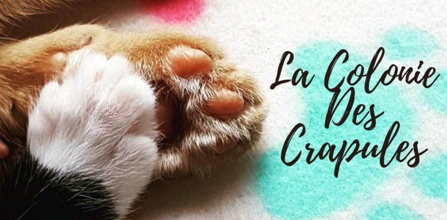 Un association vient en aide aux animaux