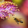 La Seine et les abeilles