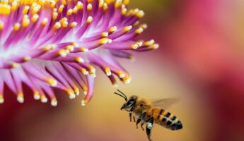 La Seine et les abeilles