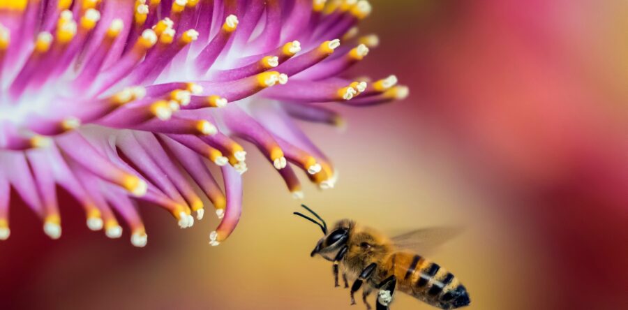 La Seine et les abeilles