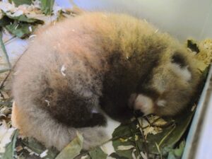 Bébé panda