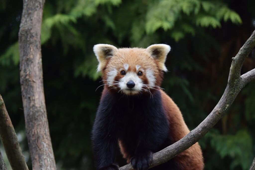 Panda roux