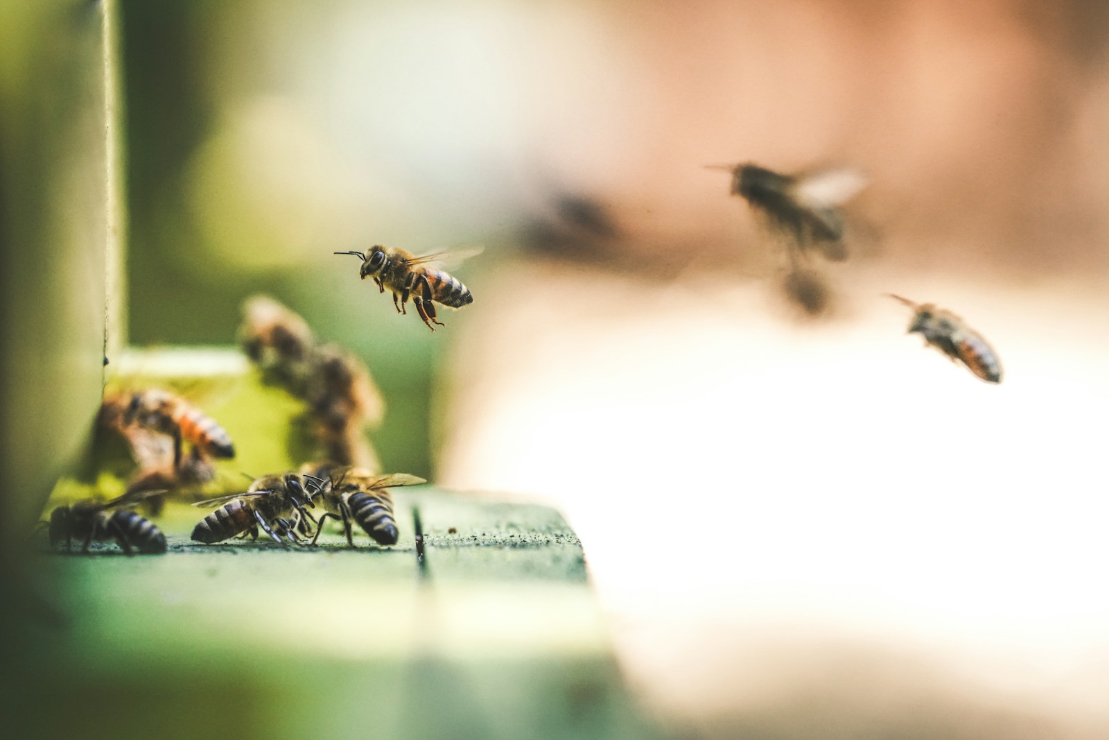 Abeilles