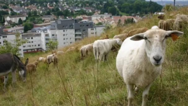 « Ce n’était plus gérable » : près de Rouen, des moutons fugueurs exfiltrés pour leur sécurité