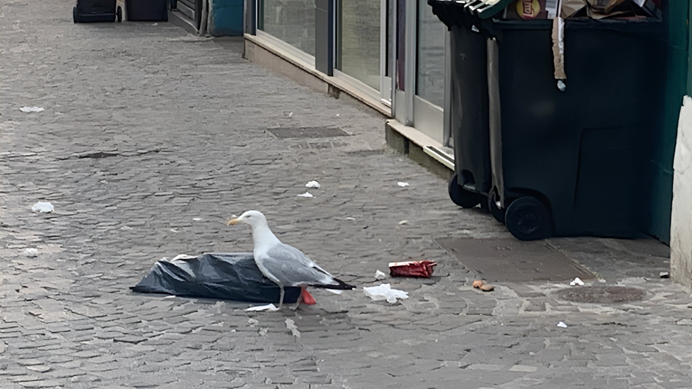 Poubelles, cheminées, toitures… Pourquoi peut-on voir autant de goélands à Rouen ?