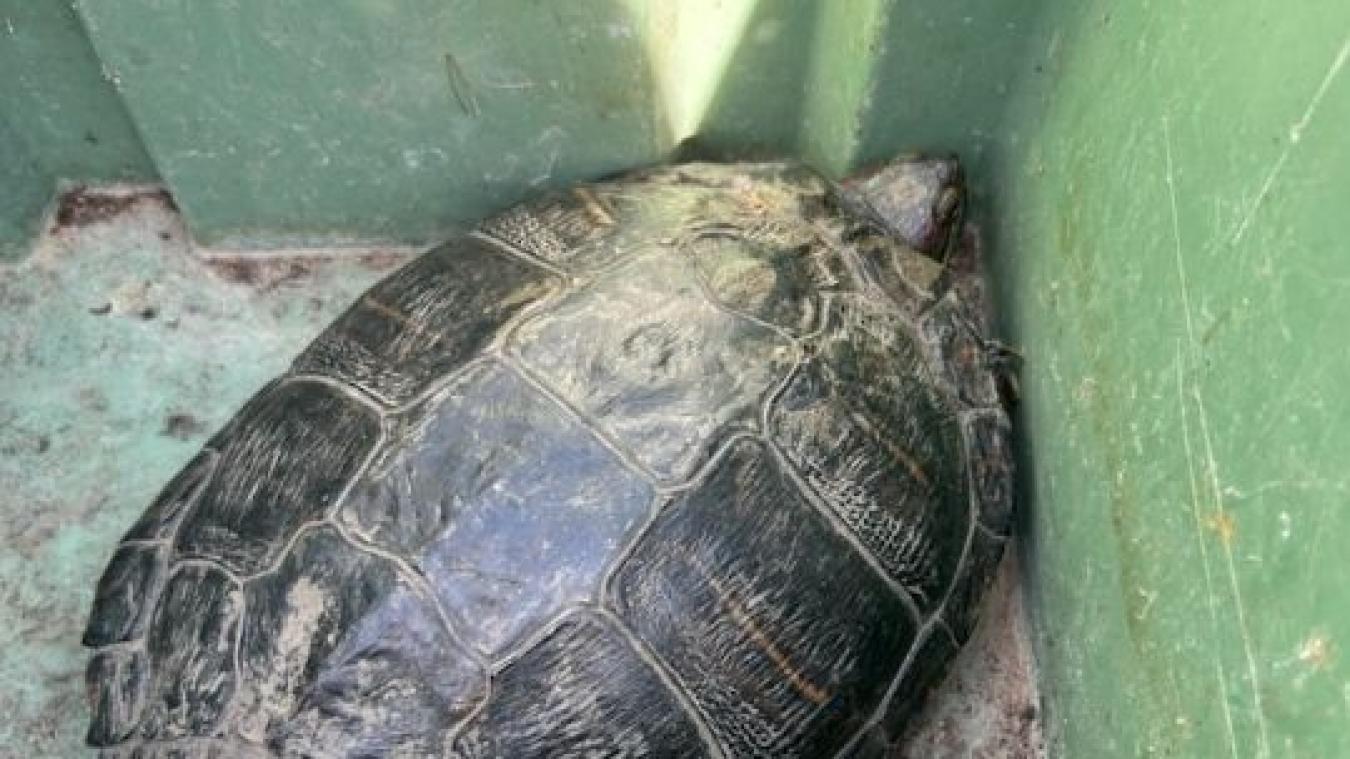 À qui appartient cette tortue de Floride retrouvée sur le bord de la route, près de Rouen ?
