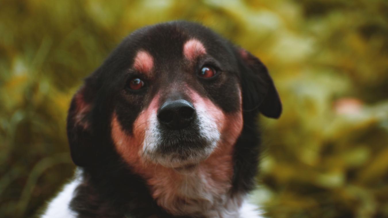Un homme en plein différend familial jette le chien par le 5e étage à Rouen