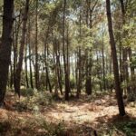 Forêt