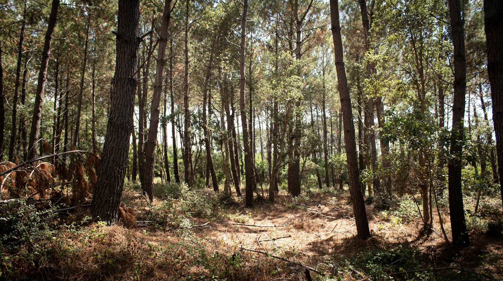 Forêt