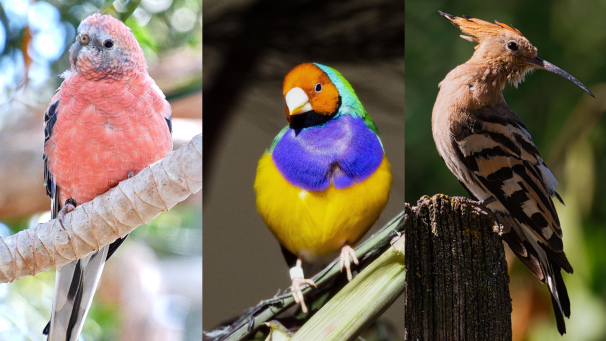 Les plus beaux oiseaux de France réunis près de Rouen pour un championnat et vous pourrez les…