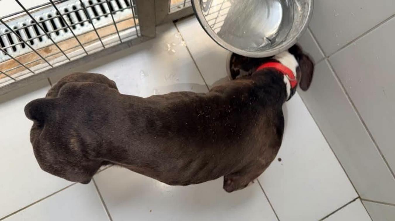 « De la cruauté » : près de Rouen, une association sauve deux chiens abandonnés, attachés en…